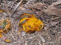300px-Borassus aethiopum 0099.jpg