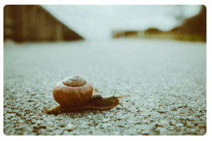 Snail.png