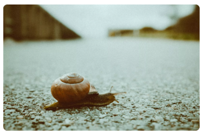 Snail.png